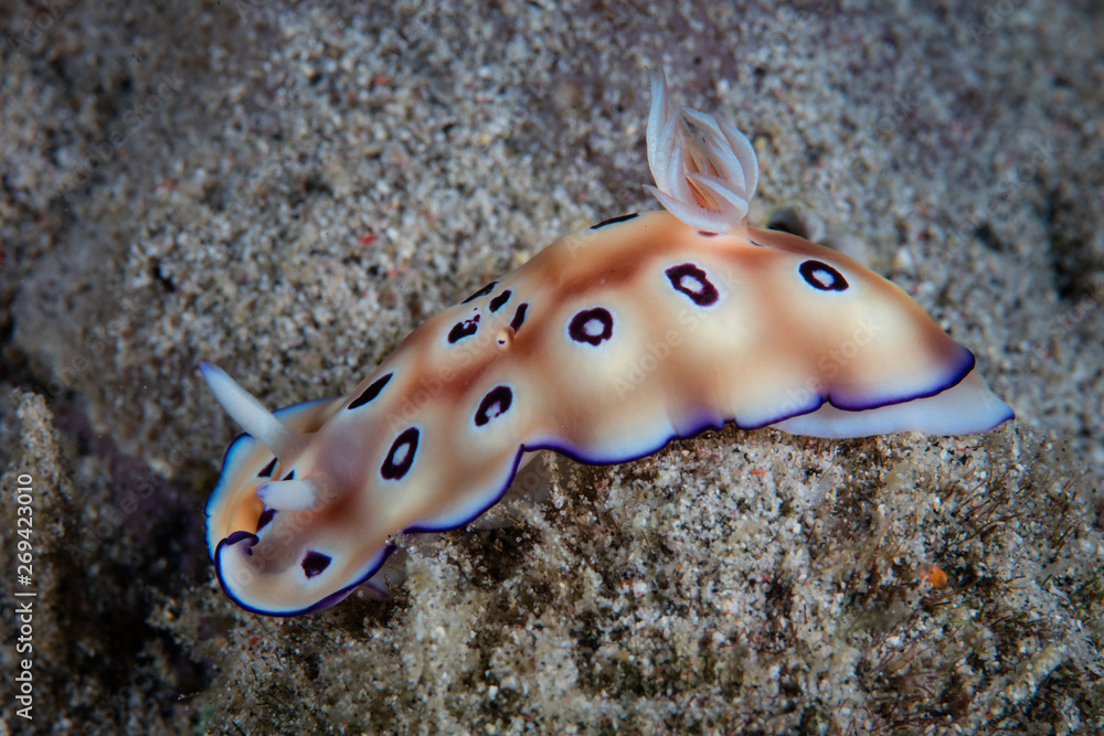 A colorful nudibranch, Risbecia tryoni, crawls over a sandy seafloor in Komodo National Park, Indonesia. This tropical area is known for its high marine biodiversity. A colorful nudibranch, Risbecia tryoni, crawls over a sandy seafloor in Komodo National Park, Indonesia. This tropical area is known for its high marine biodiversity.