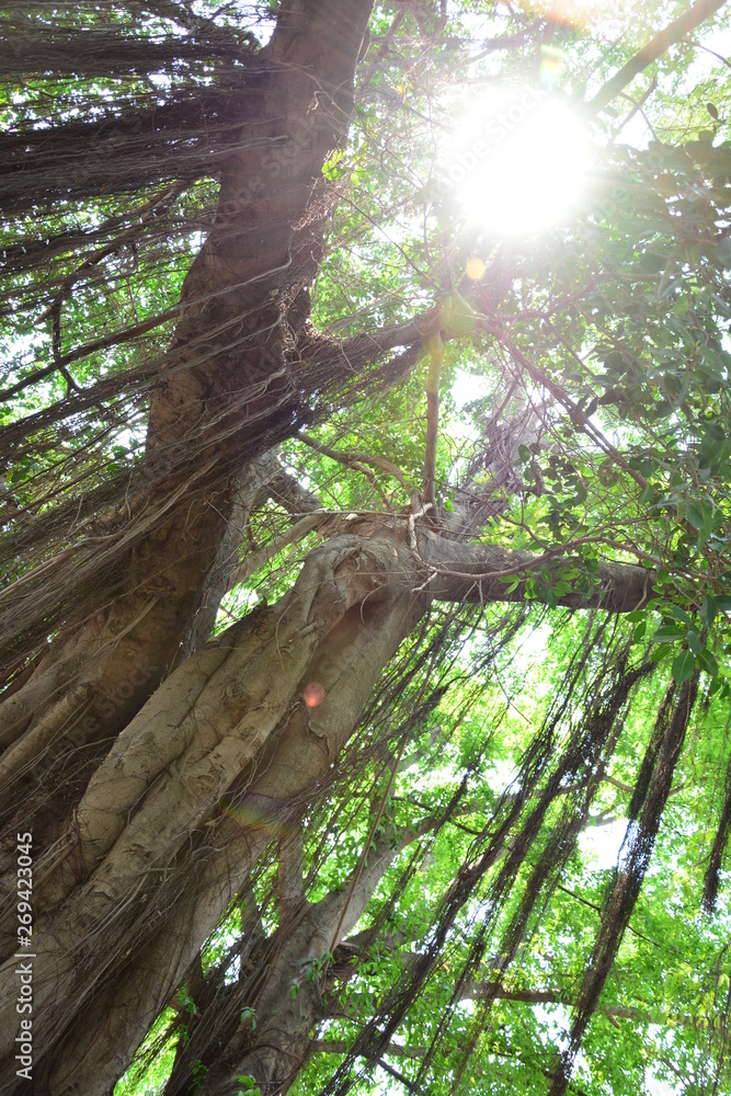 Fototapeta premium tree in forest