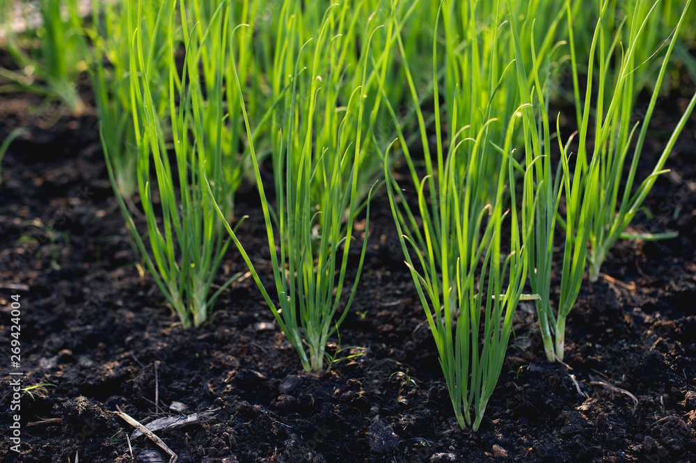Onion from the growing garden Organic vegetable concept Onion from the growing garden Organic vegetable concept