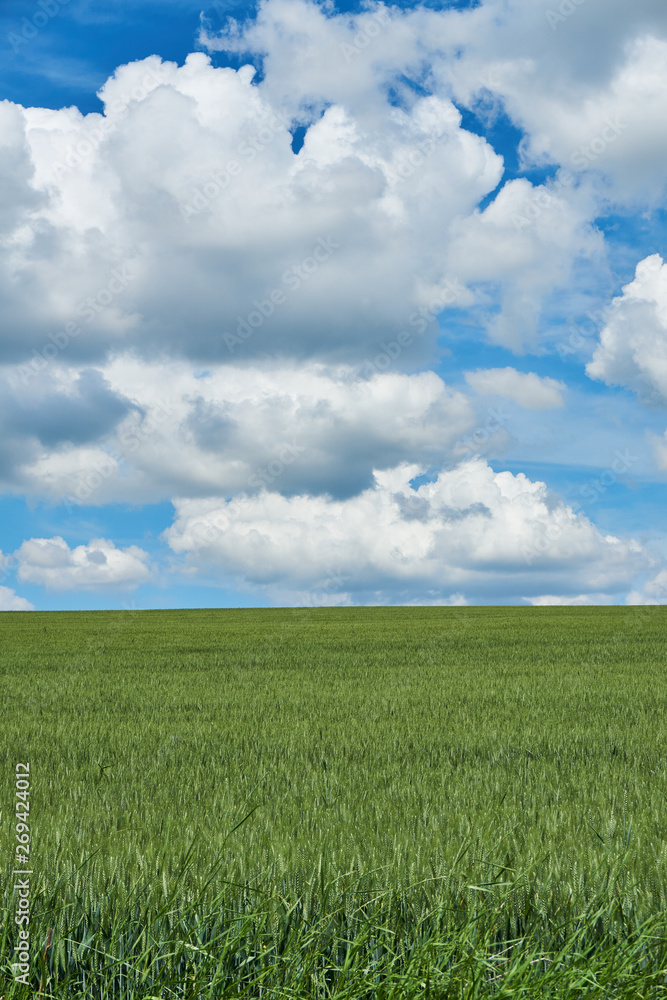 Bright sunny summer day large clouds over green field of young wheat Bright sunny summer day large clouds over green field of young wheat