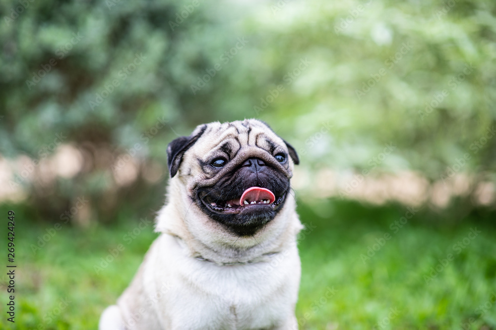 Happy dog pug breed smile with funny face on green grass in garden