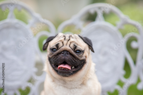 Happy dog pug breed smile with funny face on green grass in garden © 220 Selfmade studio