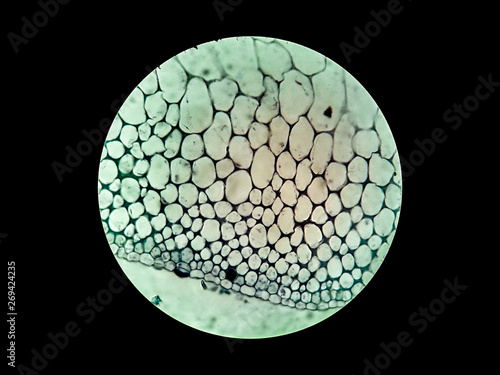 Fotografie Collenchyma,which is one of the plant ground cells, under 200x magnification