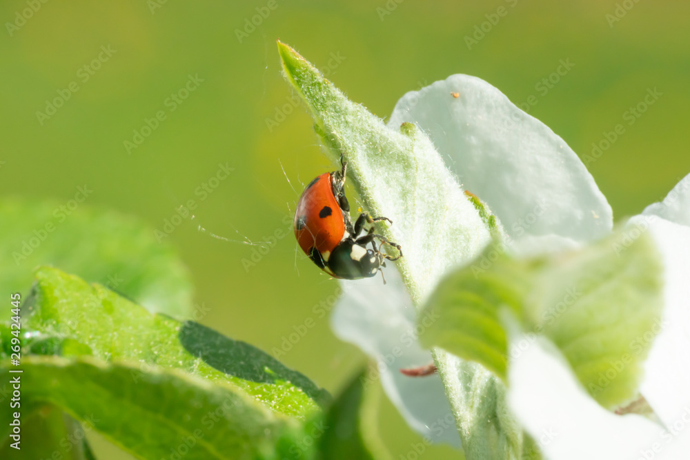 Naklejka premium Red ladybug on green leaf macro close-up