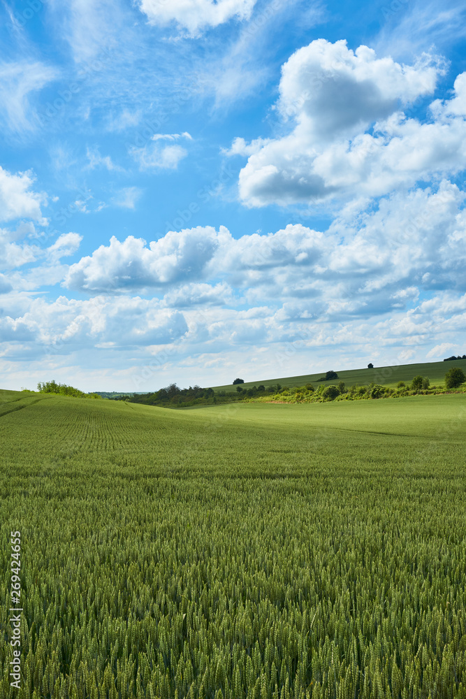 Bright sunny summer day large clouds over green field of young wheat Bright sunny summer day large clouds over green field of young wheat