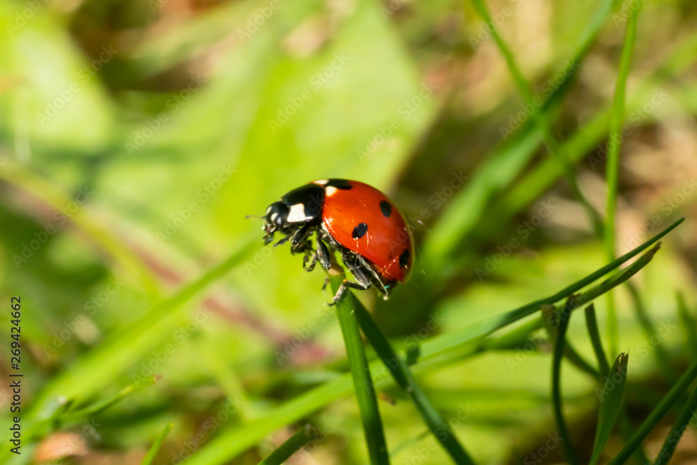Red ladybug on green grass macro close-up Red ladybug on green grass macro close-up