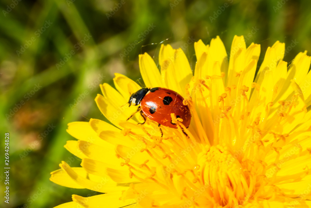 Red ladybug on dandelion flower macro close-up Red ladybug on dandelion flower macro close-up