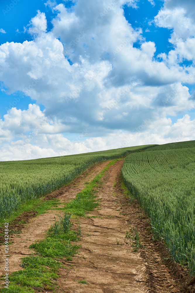 Bright sunny summer day large clouds over green field of young wheat Bright sunny summer day large clouds over green field of young wheat