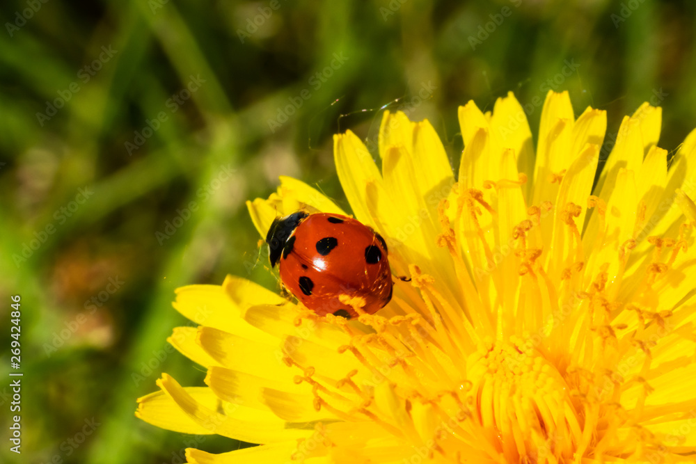 Red ladybug on dandelion flower macro close-up Red ladybug on dandelion flower macro close-up