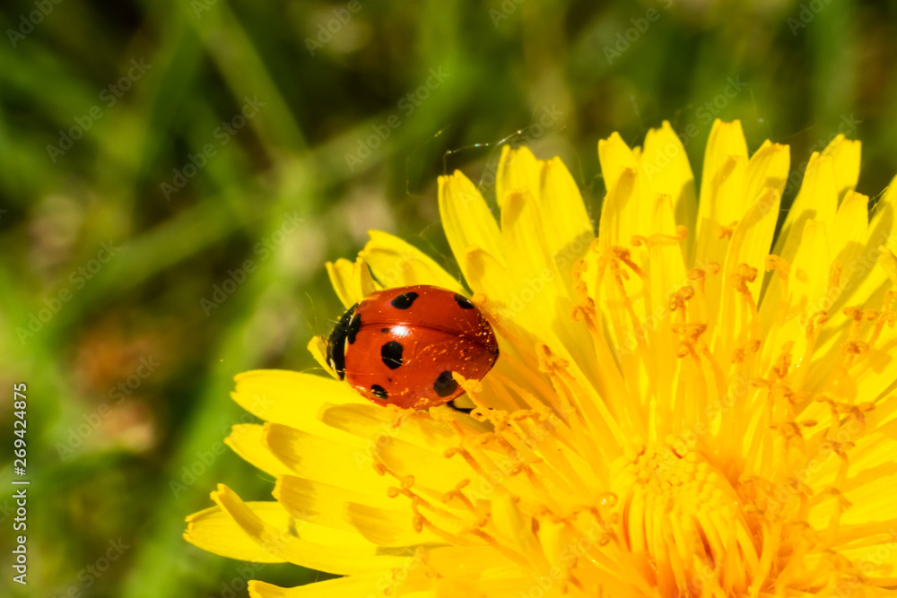 Red ladybug on dandelion flower macro close-up Red ladybug on dandelion flower macro close-up