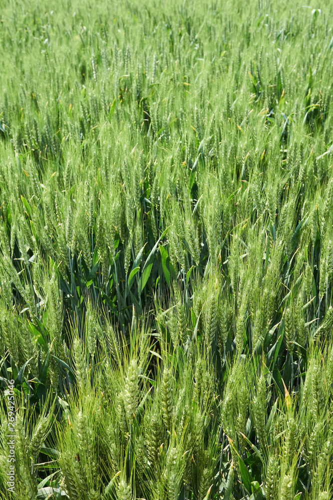 Bright sunny summer day large clouds over green field of young wheat Bright sunny summer day large clouds over green field of young wheat