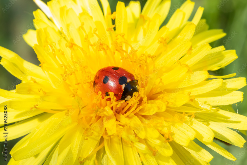 Red ladybug on dandelion flower macro close-up