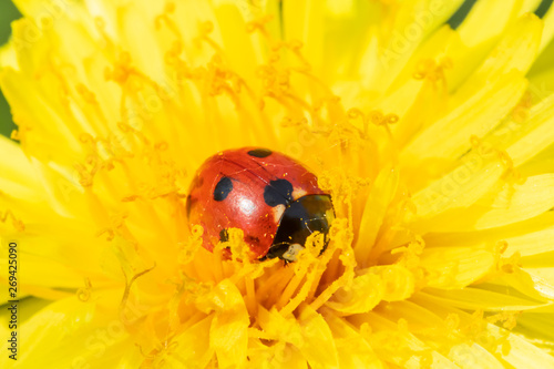 Red ladybug on dandelion flower macro close-up