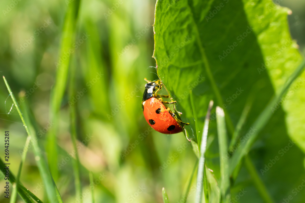 Red ladybug with pollen on green leaf macro close-up