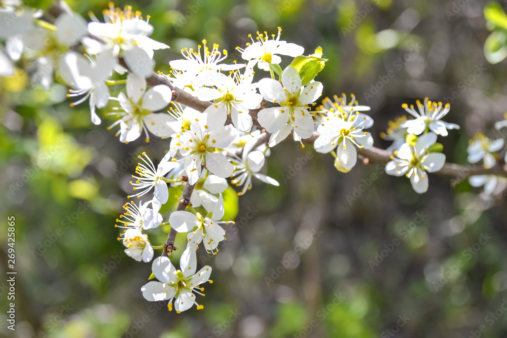 white flowers of a tree white flowers of a tree