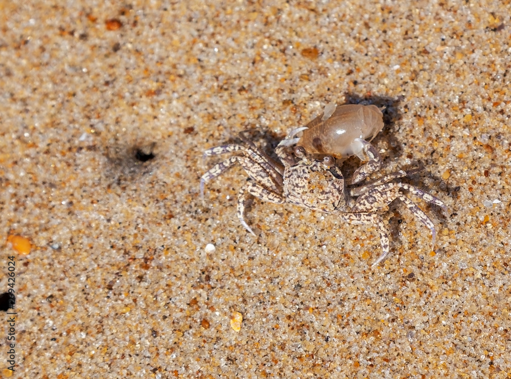 Sand crab dragging dinner victim to hole.