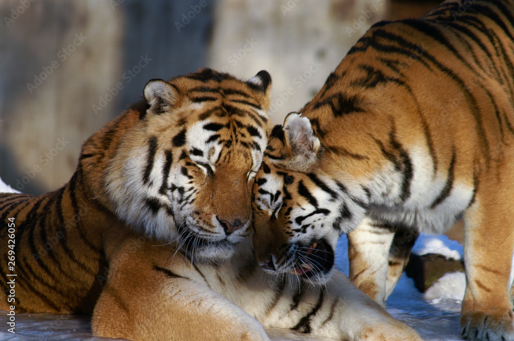 Fototapeta premium tigers in love