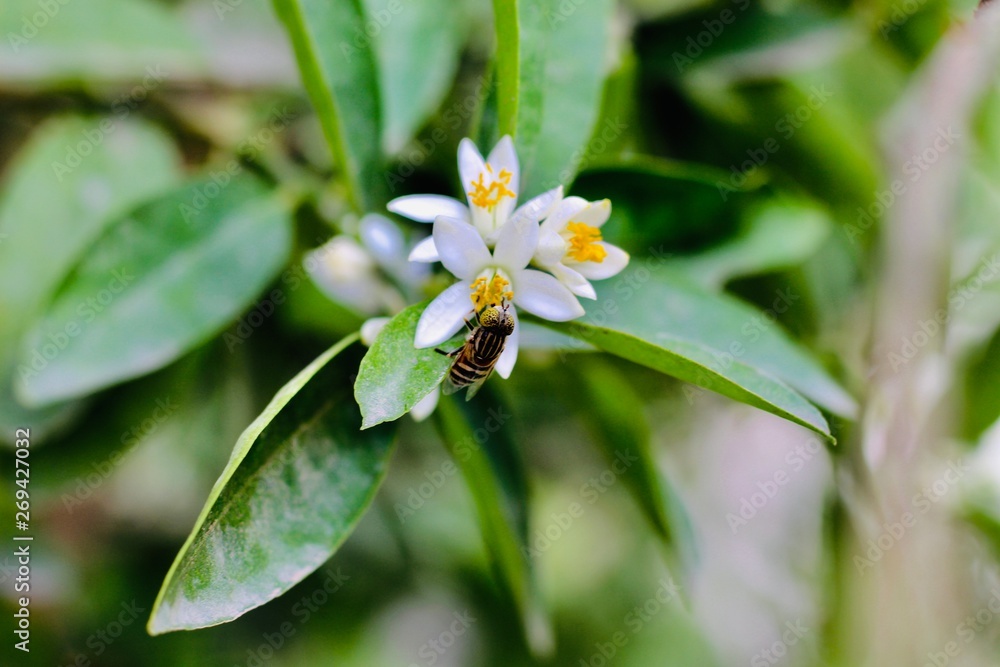 Obraz premium white flower