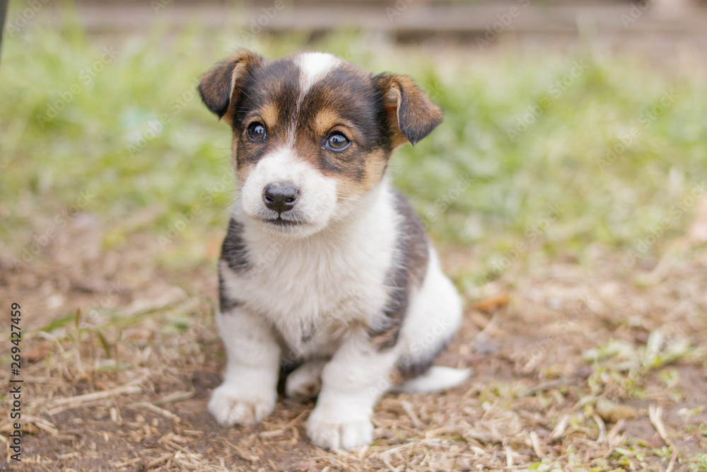 A puppy of two months of age carefully looks at something. A puppy of two months of age carefully looks at something.