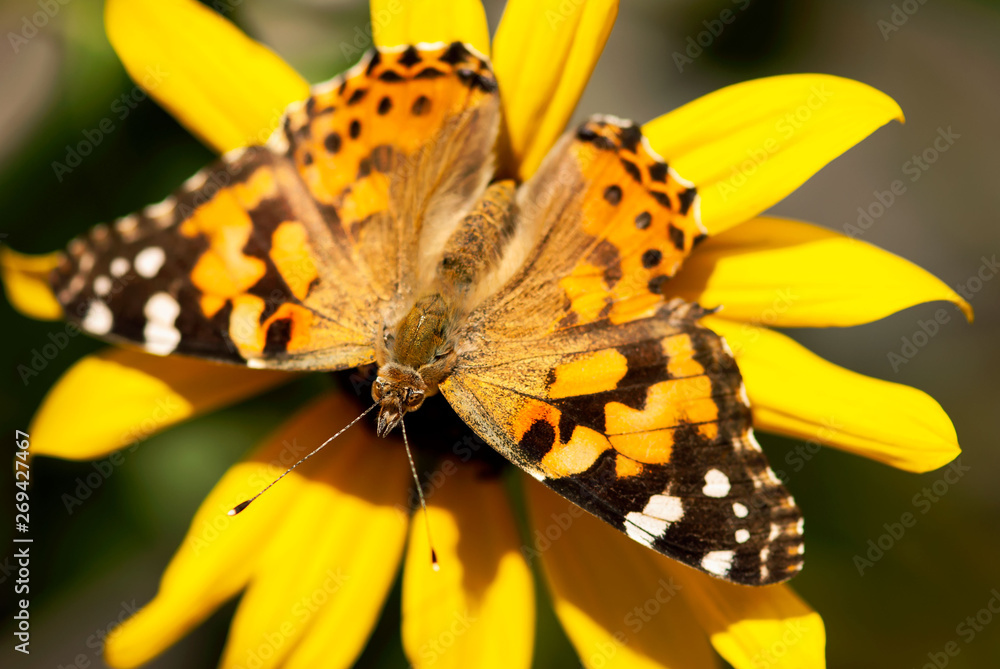 Orange Painted Lady Butterfly Orange Painted Lady Butterfly