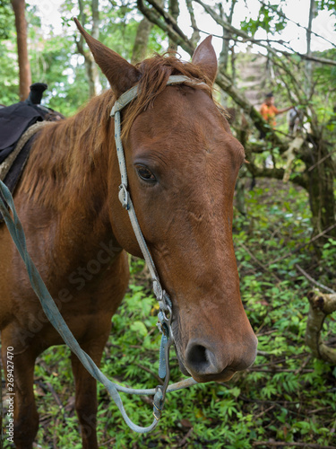 Close-up of horse, Chaa Creek Road, Chaa Creek Nature Reserve, San Ignacio, Belize