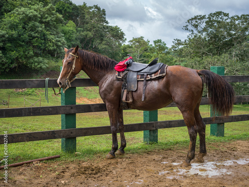 Horse at ranch, Chaa Creek Road, Chaa Creek Nature Reserve, San Ignacio, Belize © klevit