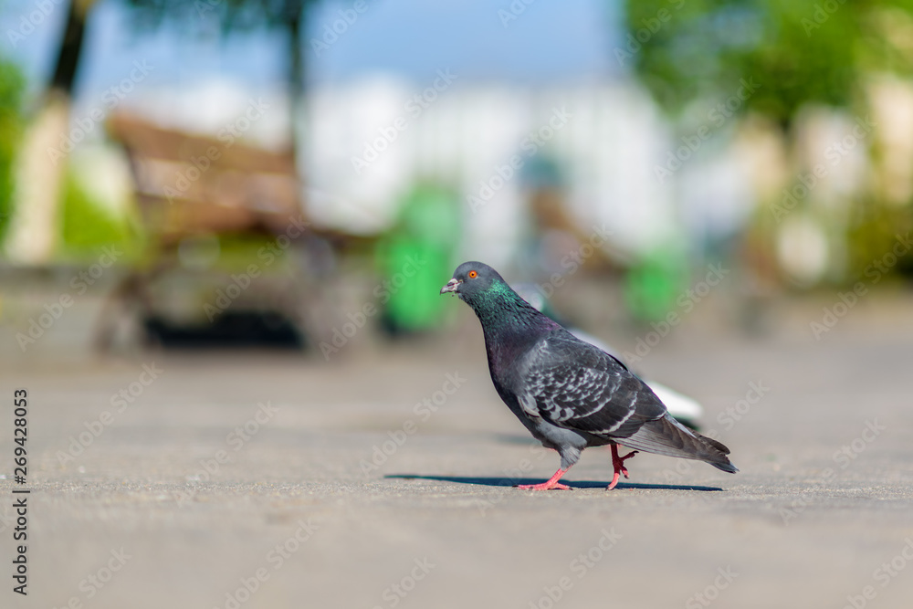 Portrait of a lonely pigeon in the square with a strongly blurred background. Portrait of a lonely pigeon in the square with a strongly blurred background.