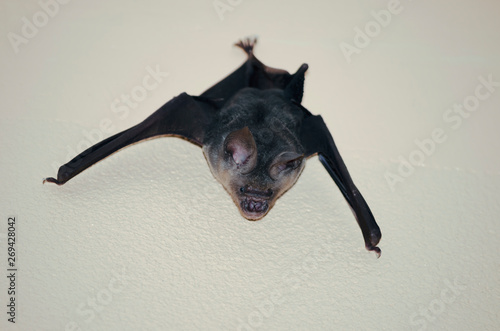 Black bat live in the house
