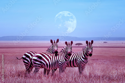 Zebras in the African savannah. Night lunar African landscape. Wil nature of Africa.