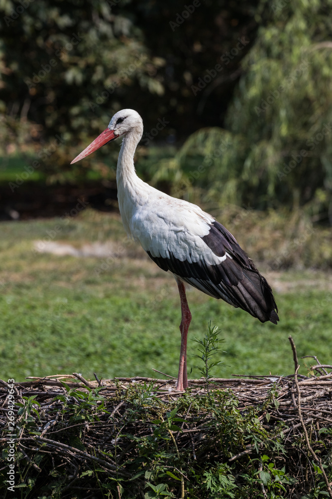Fototapeta premium cicogna nel nido. Pianura Padana