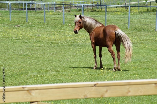 Horse in pasture turned to look at me as I called out 