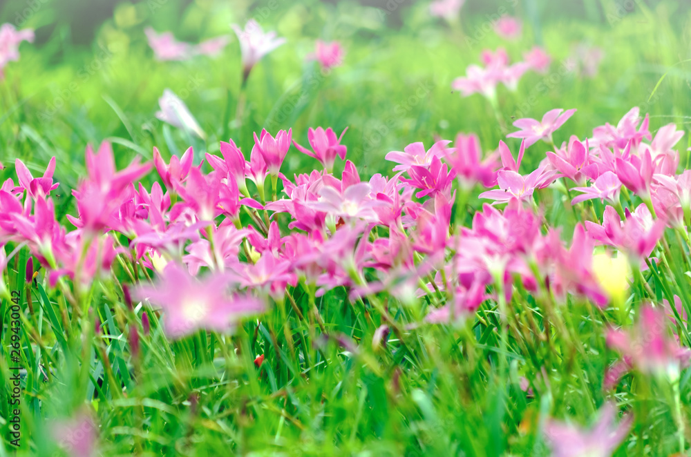 Pink flowers in a pastel-style flower garden Pink flowers in a pastel-style flower garden