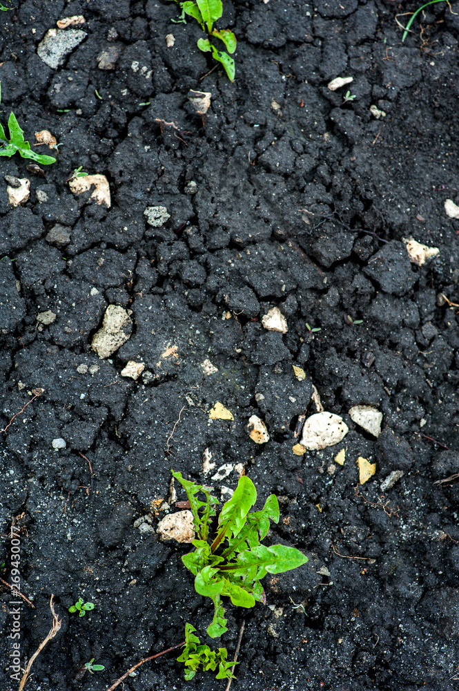 Green weeds in black dug earth Green weeds in black dug earth