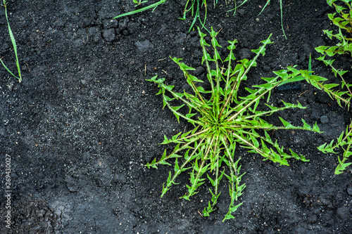 Green weeds in black dug earth