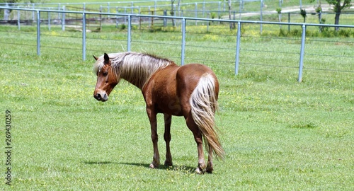 Horse in a fenced pasture 
