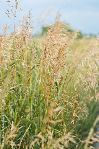 Ears of wheat growing in a field along the road against a sky © Kiryakova Anna