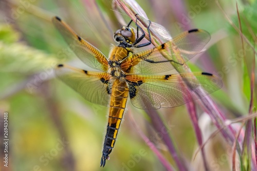 A close-up of a gold-coloured dragonfly. The insect is holding on to a leaf, with its wings outstretched. There is purple and green foliage in the background.