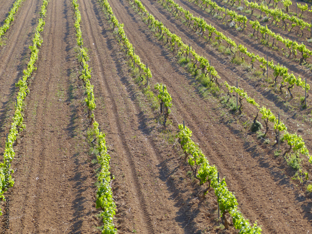 Rows of grape vines in the vineyard. Vilanova i la Geltru, Barcelona. Rows of grape vines in the vineyard. Vilanova i la Geltru, Barcelona.
