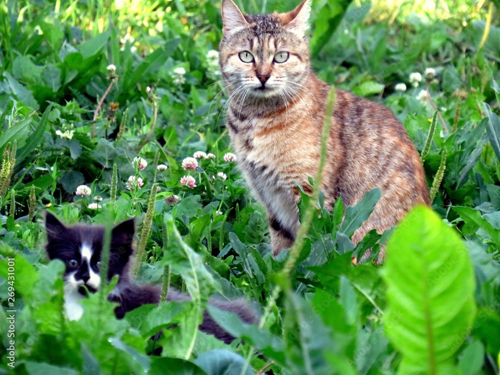 Кошки Кошки