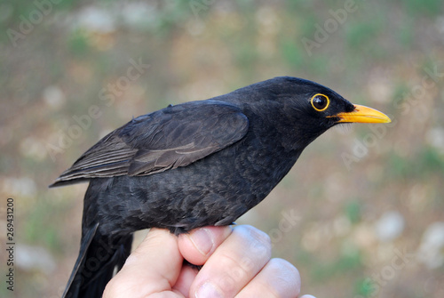 Birds of the Mediterranean mountains