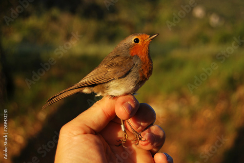Birds of the Mediterranean mountains