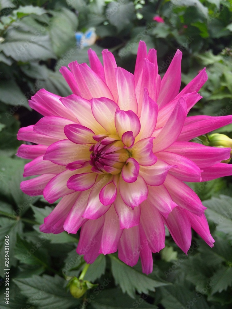 pink flower in the garden pink flower in the garden