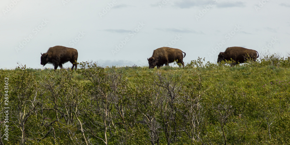 Bison grazing in field, Waterton Lakes National Park, Alberta, Canada