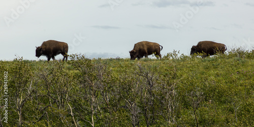 Bison grazing in field, Waterton Lakes National Park, Alberta, Canada © klevit
