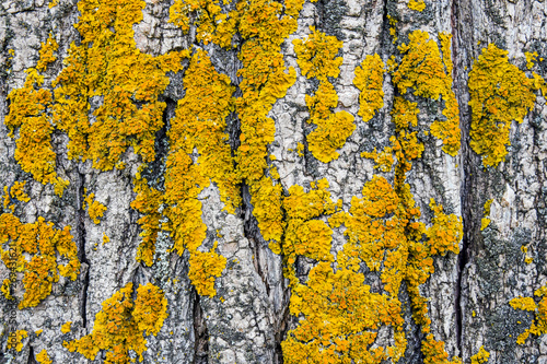 Yellow lichen on tree trunk bark background. Close-up moss texture on tree surface. Selective focus. Copy space.