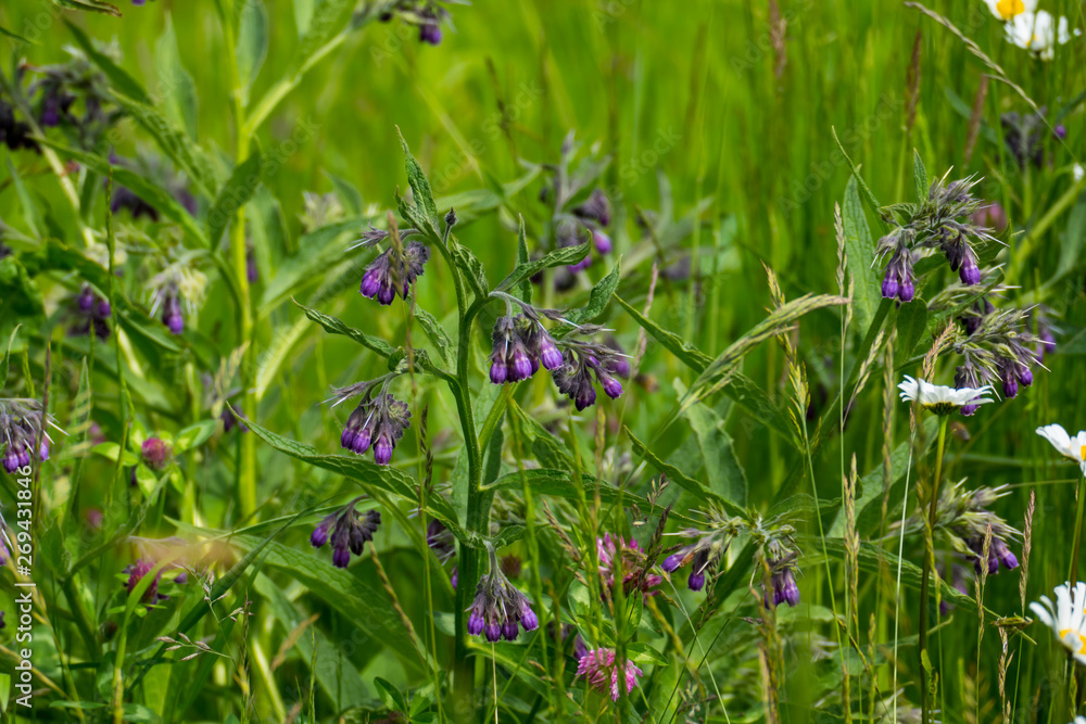Beinwell Pflanze, mit lila, violett farbener Blüte, und grünen Blättern, auf der Wiese Beinwell Pflanze, mit lila, violett farbener Blüte, und grünen Blättern, auf der Wiese