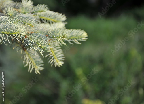 Picture of natural young green shoots of spruce branches on a blurred background. Screensaver spruce branch.