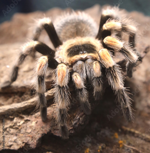 giant poisonous hairy spider photographed closely