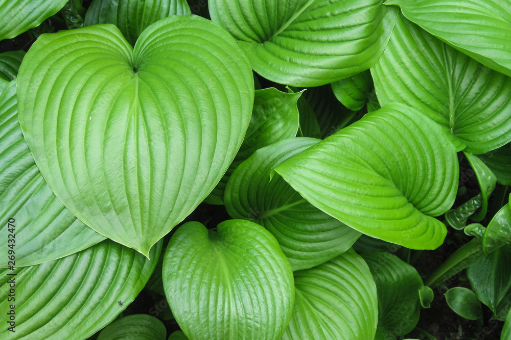 King of Heart leaves green plant background. Big tropical exotic leaf King of Heart leaves green plant background. Big tropical exotic leaf