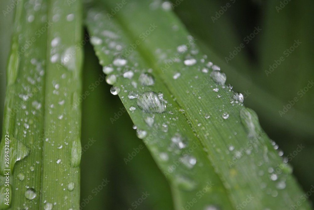 drops on green leaf drops on green leaf